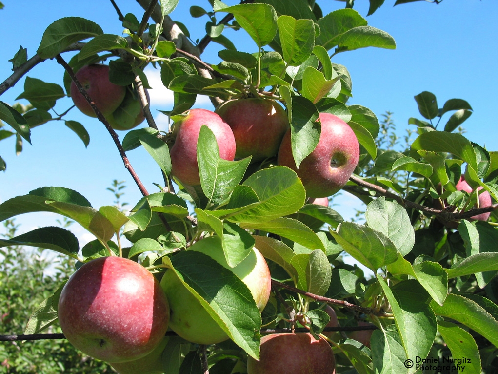 At the apple orchard